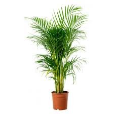 Areca Palm